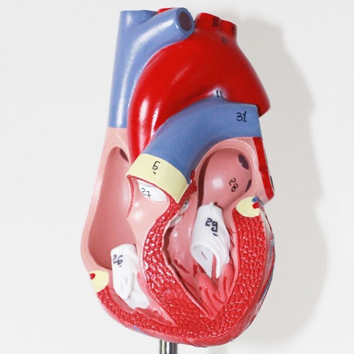 Human Heart Model Learning Resources Cross-Section Human Heart Model - 图片 14