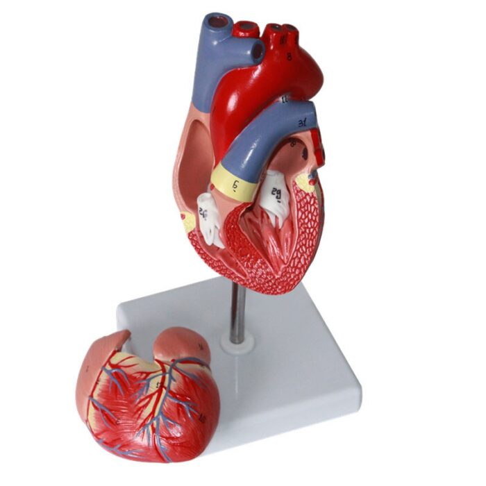 Human Heart Model Learning Resources Cross-Section Human Heart Model - 图片 5
