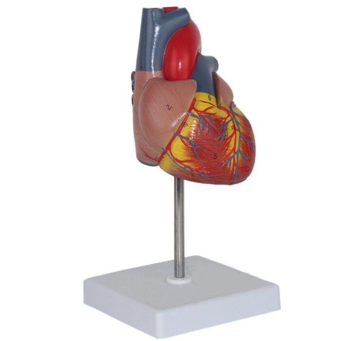 Human Heart Model Learning Resources Cross-Section Human Heart Model - 图片 4