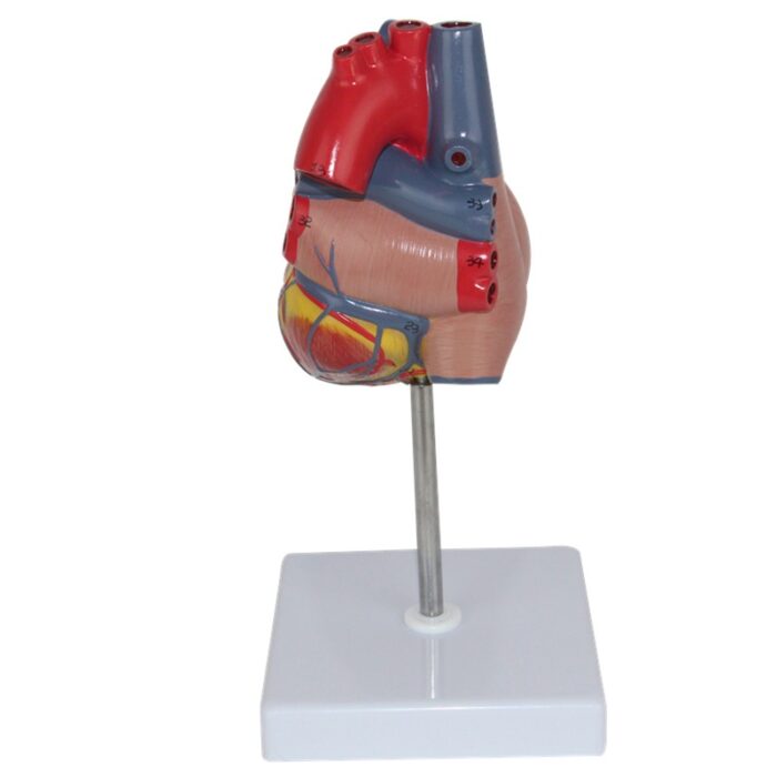 Human Heart Model Learning Resources Cross-Section Human Heart Model - 图片 3