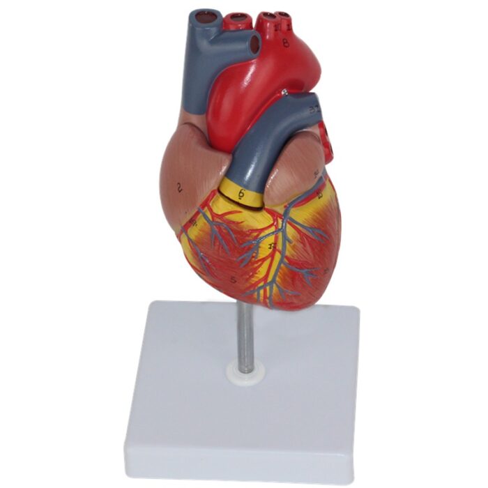 Human Heart Model Learning Resources Cross-Section Human Heart Model - 图片 2