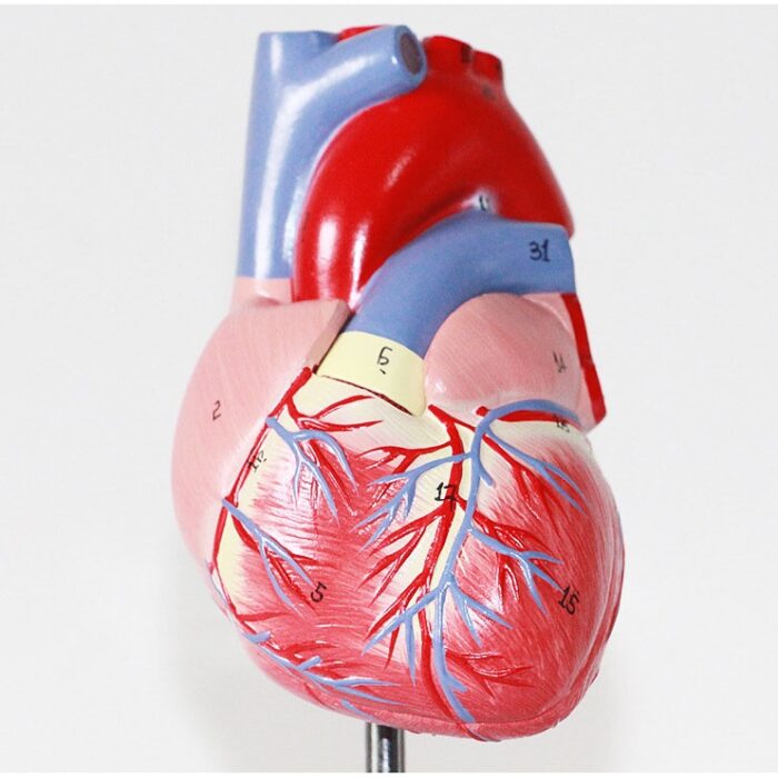 Human Heart Model Learning Resources Cross-Section Human Heart Model - 图片 13