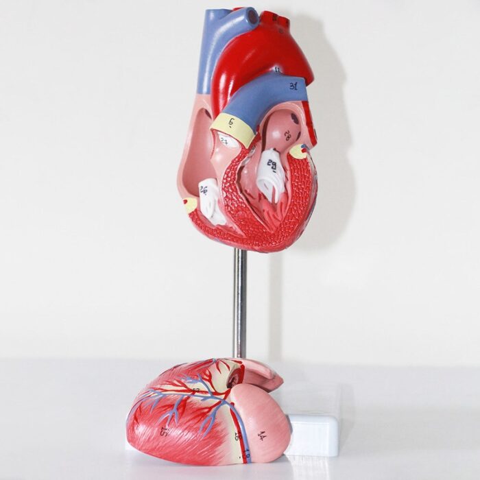 Human Heart Model Learning Resources Cross-Section Human Heart Model - 图片 8