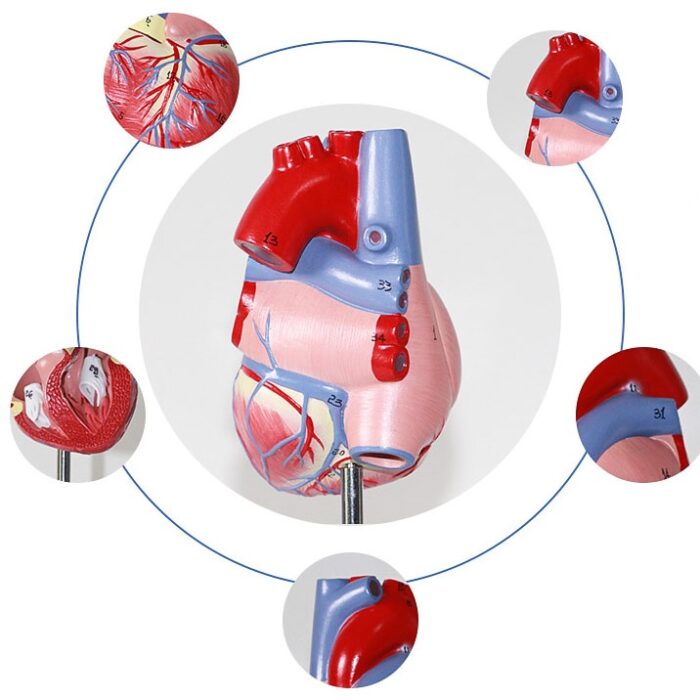 Human Heart Model Learning Resources Cross-Section Human Heart Model - 图片 7