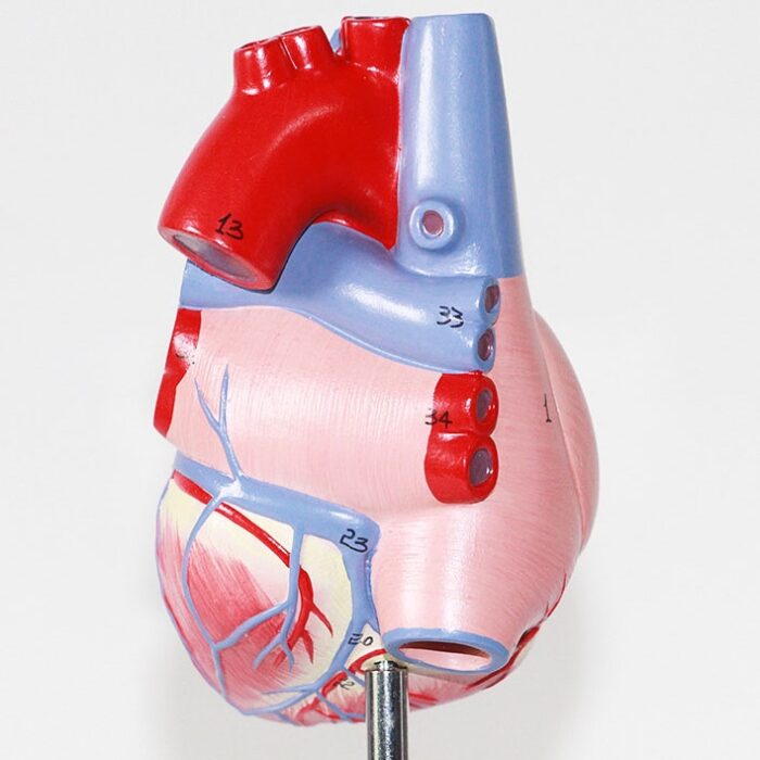 Human Heart Model Learning Resources Cross-Section Human Heart Model - 图片 6