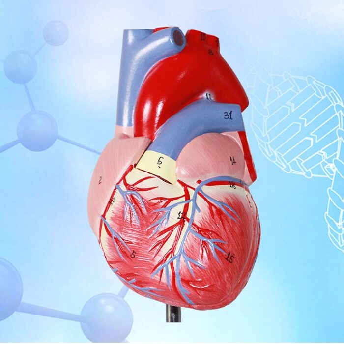 Human Heart Model Learning Resources Cross-Section Human Heart Model