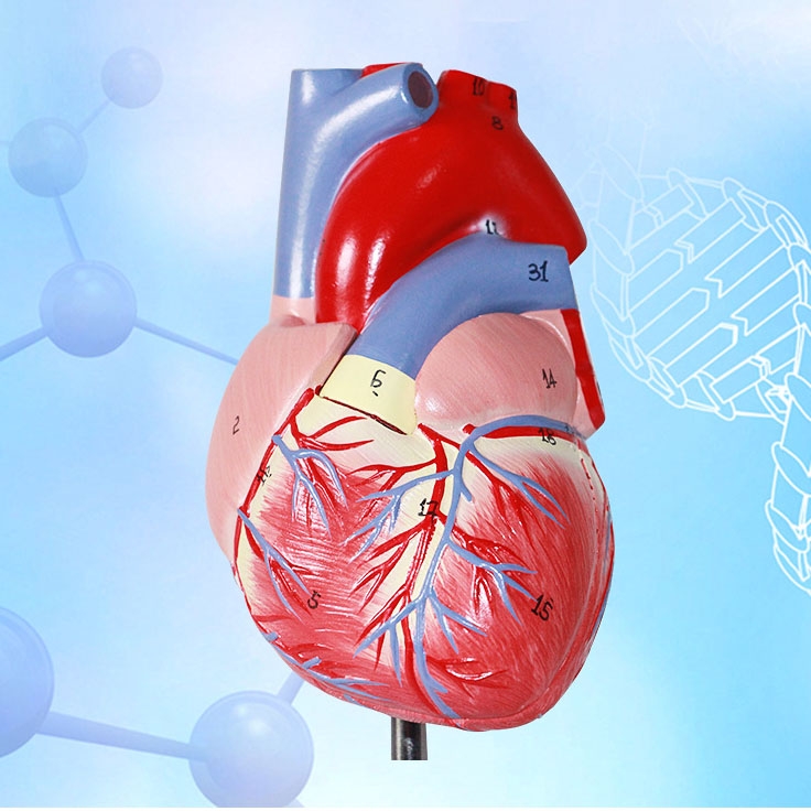 Human Heart Model Learning Resources Cross-Section Human Heart Model